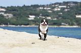 BOSTON TERRIER 316